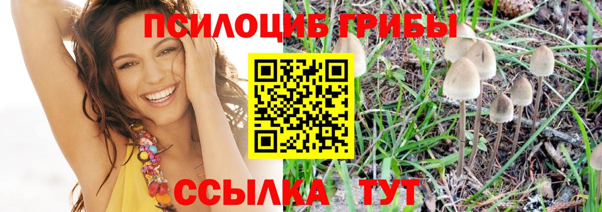 Псилоцибиновые грибы Cubensis Нефтеюганск